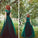 Scoop A-Line/Princess Sleeveless Tulle Floor-Length Dresses